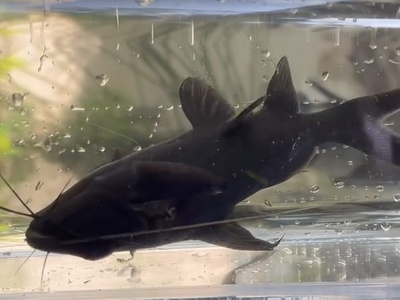 Upside-down Catfish