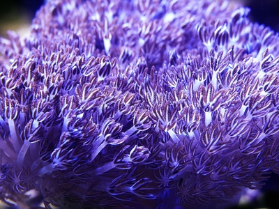Urchin, Purple Sea