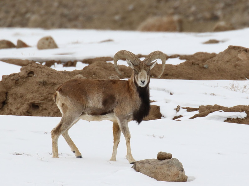The Complete List of Animals That Start With U - 33Science