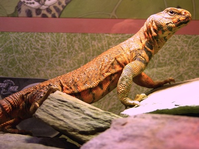 Uromastyx, Saharan