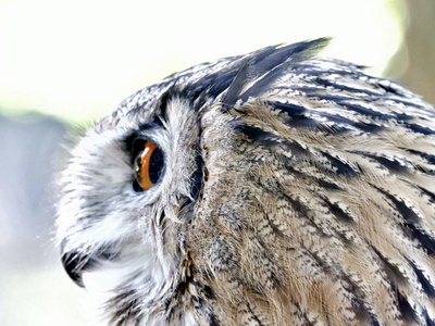 Usambara Eagle-Owl