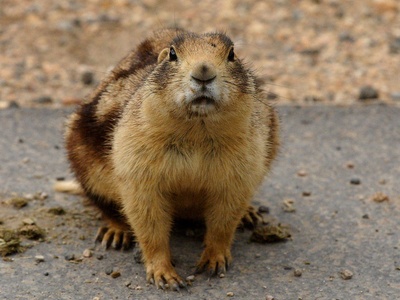 Utah Prairie Dog
