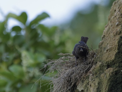 Vampire Ground Finch