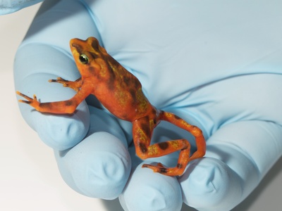 Variable Harlequin Frog