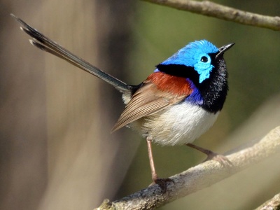 Variegated Fairy-wren