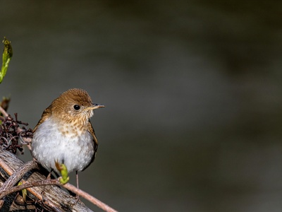 Veery