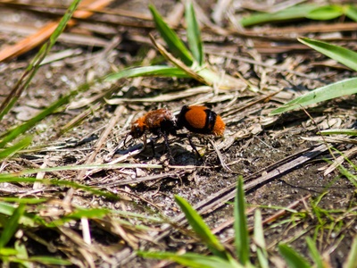 Velvet Ant