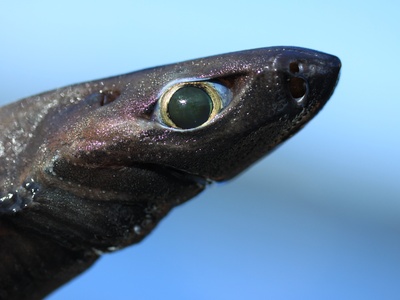 Velvet Belly Lanternshark