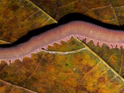 Velvet Worm