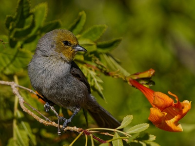 Verdin