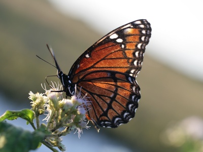 Viceroy Butterfly