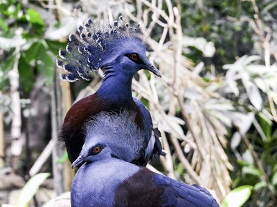 Victoria Crowned Pigeon