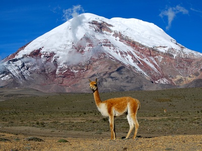 Vicuña