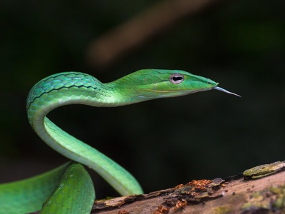 Vine Snake