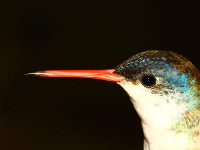 Violet-crowned Hummingbird