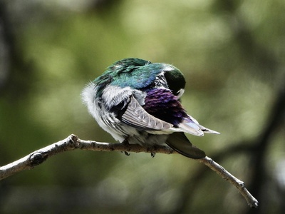 Violet-green Swallow