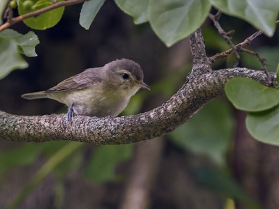 Vireo