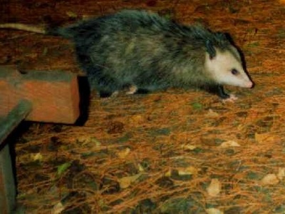 Virginia opossum