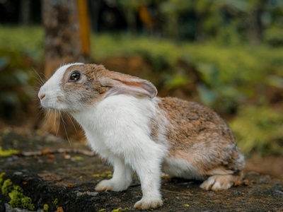 Volcano Rabbit