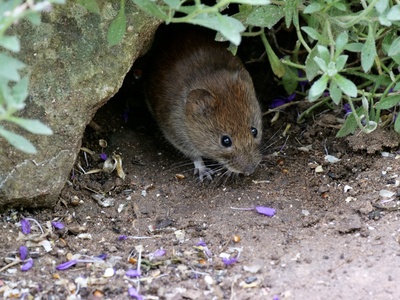 Vole