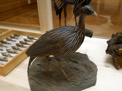 Vulturine Guineafowl