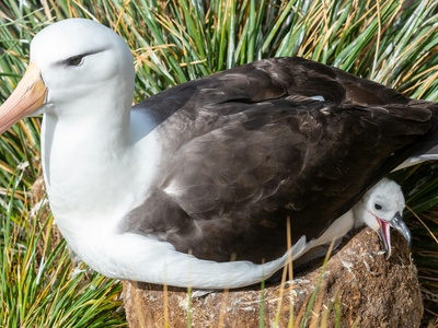 Wandering albatross