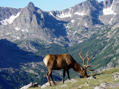 Wapiti