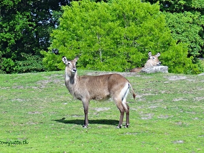Waterbuck
