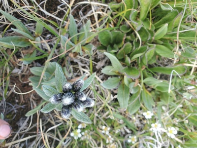Weber's Saw-wort