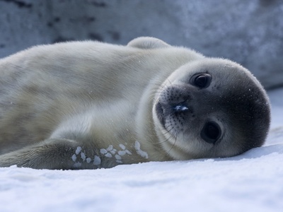 Weddell seal