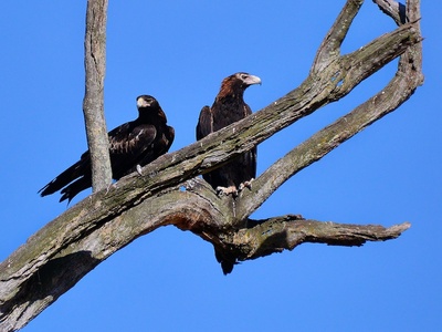 Wedge‑tailed eagle