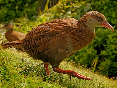 Weka