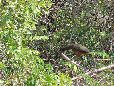 West Mexican Chachalaca
