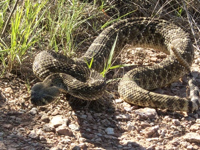 Western diamondback rattlesnake