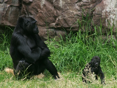 Western gorilla