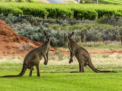 Western grey kangaroo