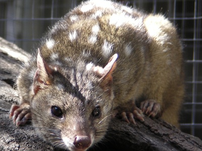 Western quoll (chuditch)