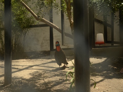 Western tragopan