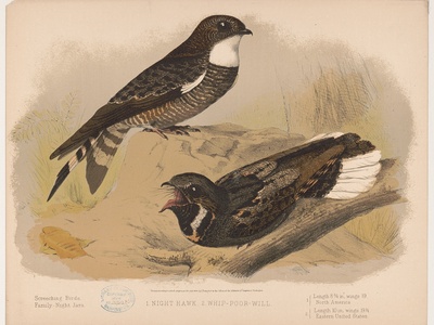 Whip‑poor‑will