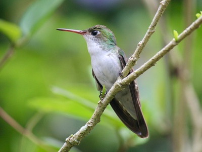 White-bellied Emerald