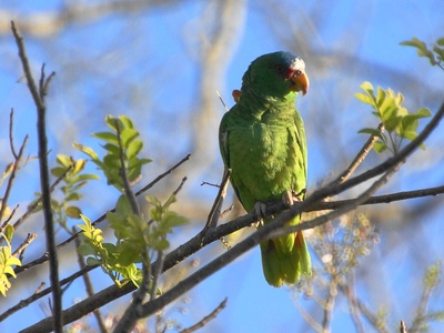 White-fronted Parrot