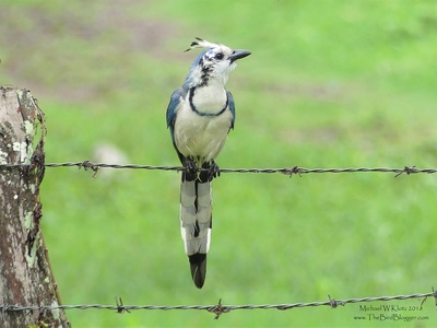 White-throated Magpie-Jay
