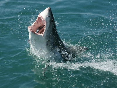 White shark