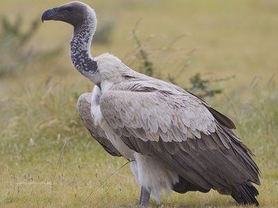 White‑backed vulture