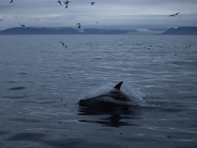White‑beaked dolphin