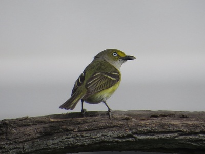 White‑eyed vireo