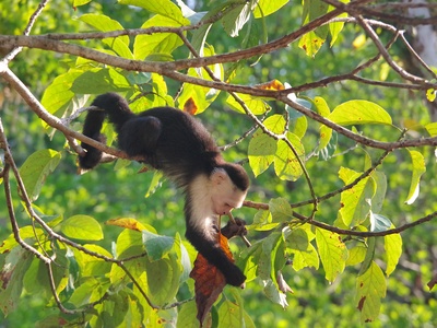 White‑faced capuchin