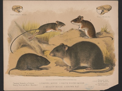 White‑footed mouse