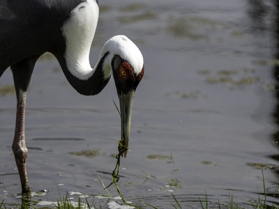 White‑naped crane