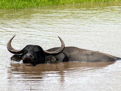 Wild water buffalo